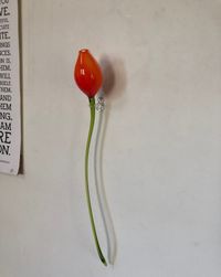 Tulp aan de wand